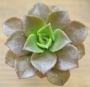 Еониум (Aeonium nobile アエオニウム　ノビレ)
